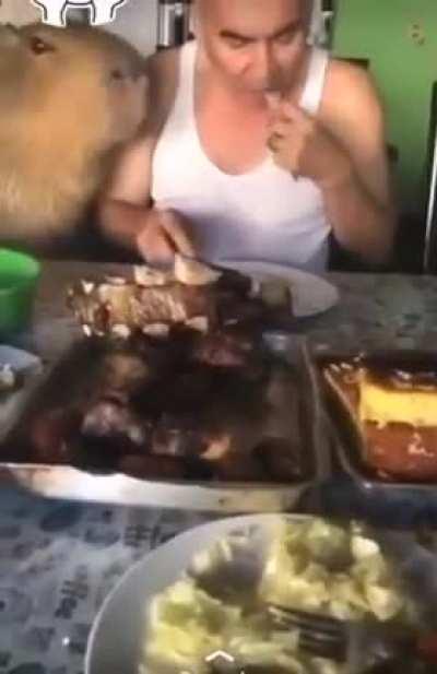 Argentinian man shares his steak with friendly capybara