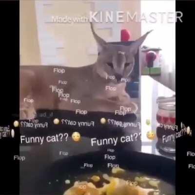 Funny cat???😳😳😳😳😳