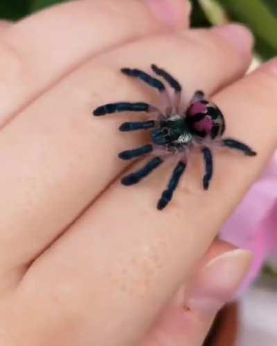 Cutie little tarantula . If you have to name it what would it be ? Any cool names ?