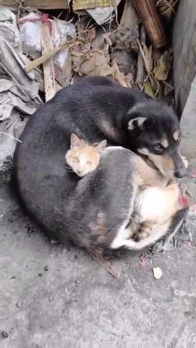 This cat and dog survived the earthquakes and are now keeping each other warm. Their humans, sadly, did not survive.