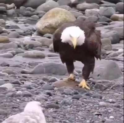 🔥 Bald Eagle walking amid a flock of sea gulls 🔥