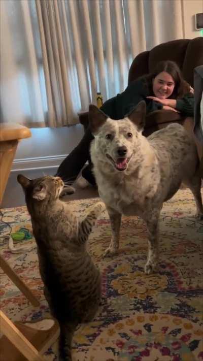 Dog casually pushes over cat