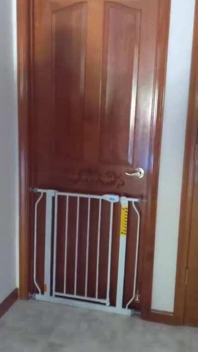 Owners find out the cat can open doors now