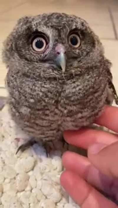 A baby owl walked into my friends house