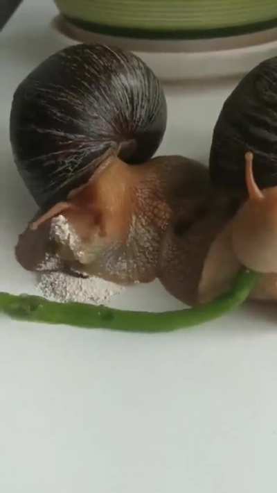 Snails eating