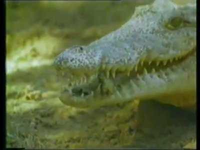 Apparently Nile crocodiles find baby turtles cute