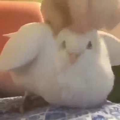 Bird.mp4