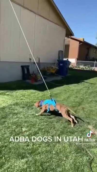 Dog trains for jumping competition.