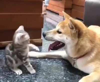 playful kitten, and lovely Dog, just cute...