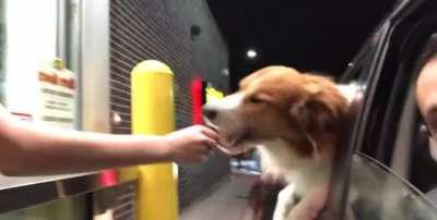 Dog absolutely destroys an ice cream