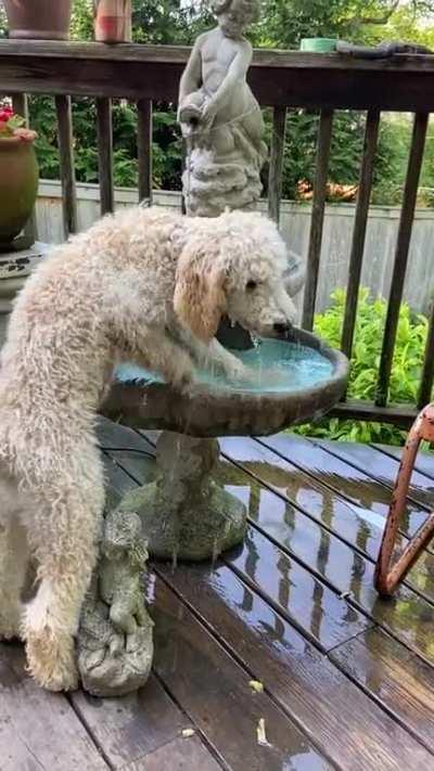 JoJo giving himself a bath on a hot summer’s eve