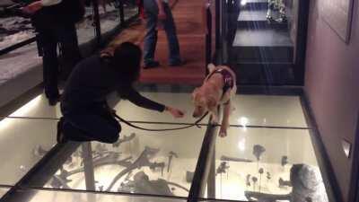 Service Dog Tries To Walk on glass floor for the first time