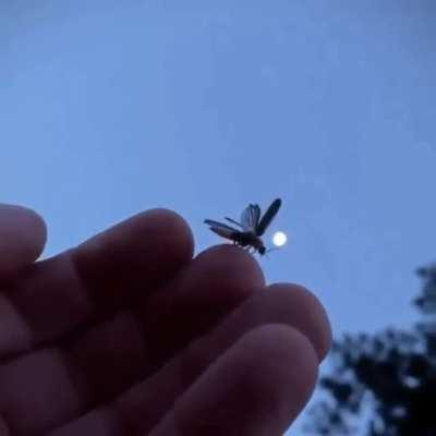 Firefly takeoff