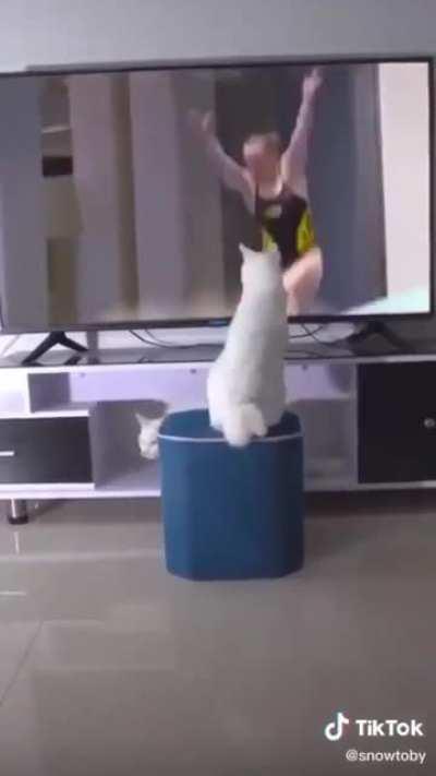 Cat trips people with his powers