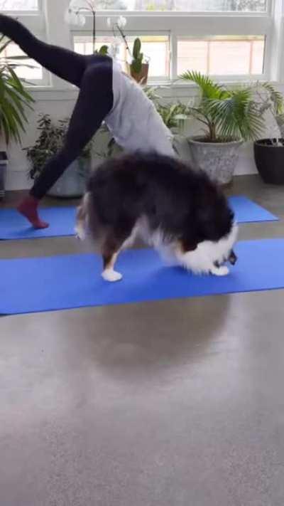 Cute yoga partner &amp;lt;3