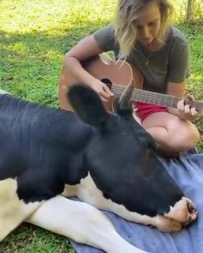 cow relaxes to music