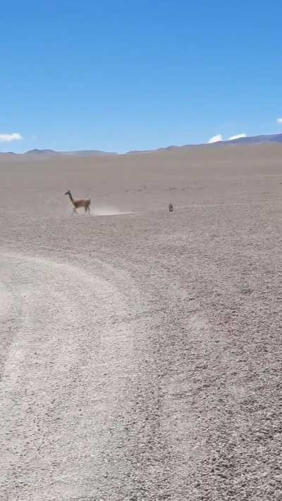 Catamarca: Vicuña le hizo frente a un zorrito colorado y lo puso en fuga