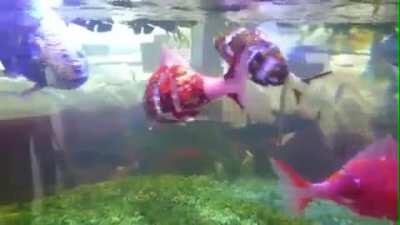 Insanely lifelike robotic fish in Japan