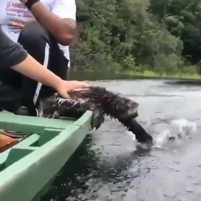 Just a sloth on a boat