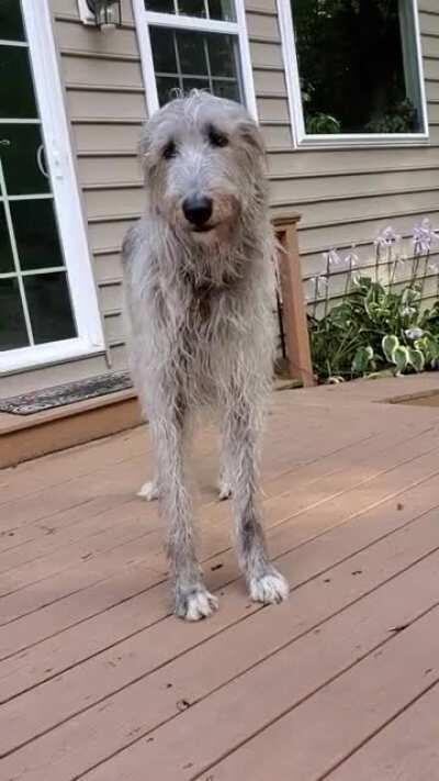 irishwolfhound