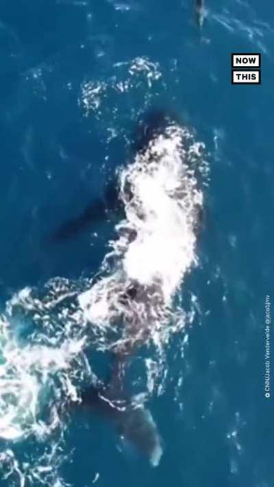 🔥 Dolphin and Humpback Whale a game together.