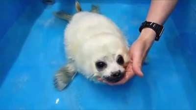 Rescued baby seal's first swim lesson