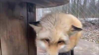 Blessed_Fox (sorry that it's not an image but... Just look at him)