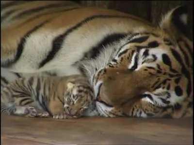 A newborn tiger