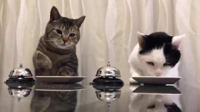 Two cats ring the bell to order food