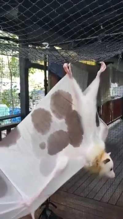 Beautiful white Fruit bat