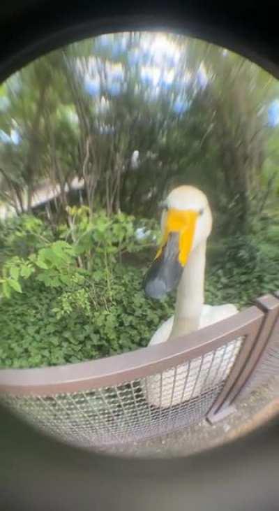 Goofy ahh bird bit into my fisheye lens