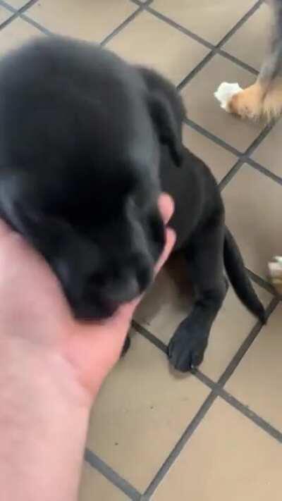 If you bring puppers to the laundromat, I like you