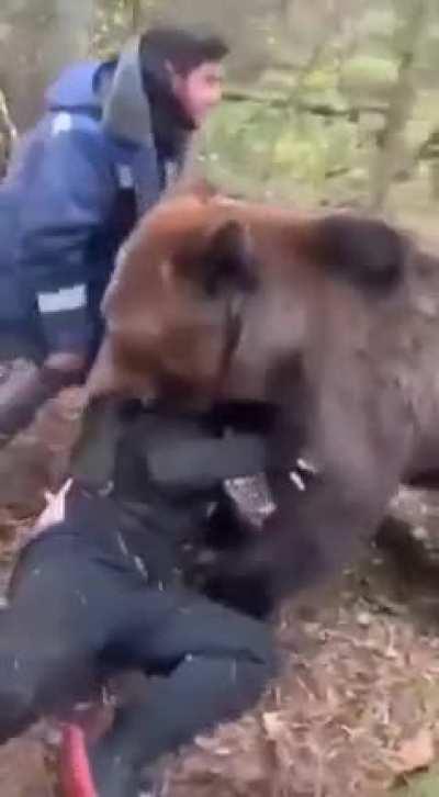 Russians casually wrestling with a bear