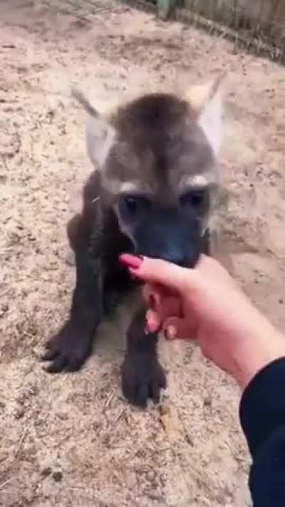 Vicious Hyena Attack