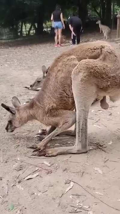 Kangaroo at the sanctuary