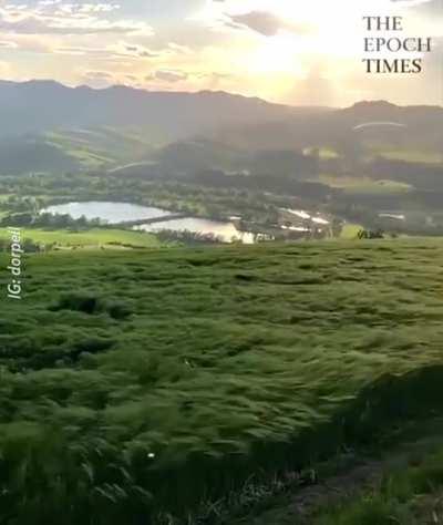 Amazing! Epic Long Grass Looks Like an Ocean