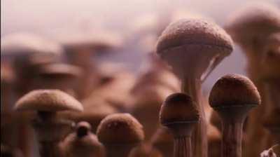 Magic mushrooms growing: amazing time lapse video 🍄