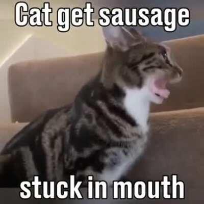 Meat vs. cat = 1:0