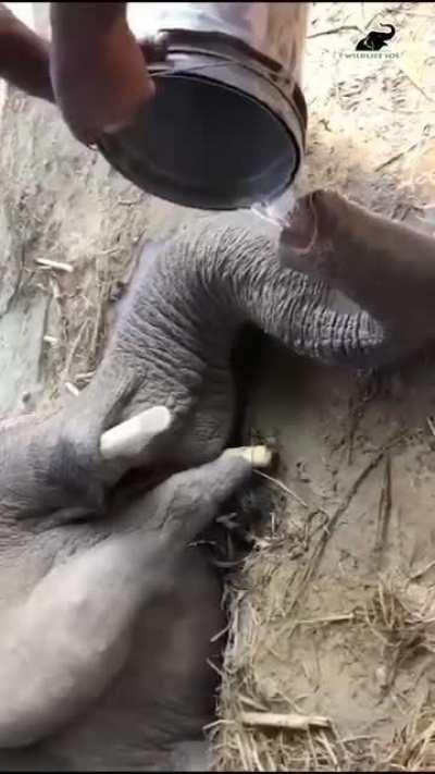 An elephant being served water