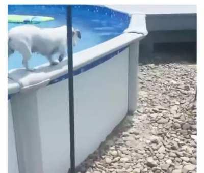 Pup has their own way of getting out of the pool