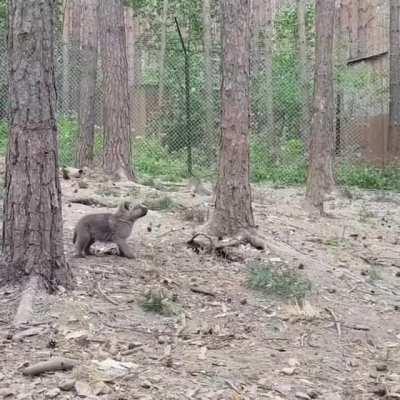 Finding his howl !