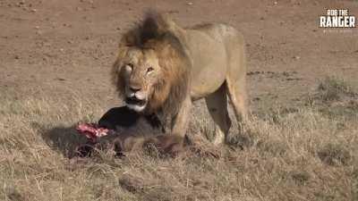 Lion paralyzes an adolescent male cub for getting too close.