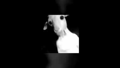 Blursed Goat