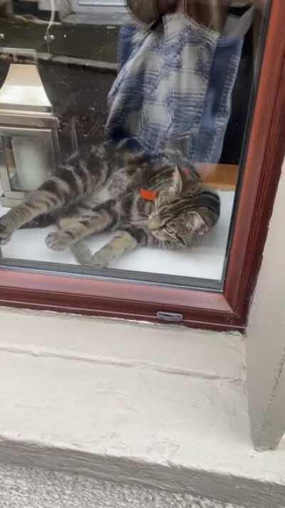 A cat slithring against window.