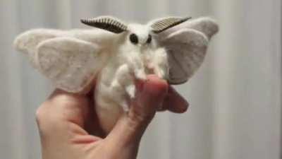 Fluff moths
