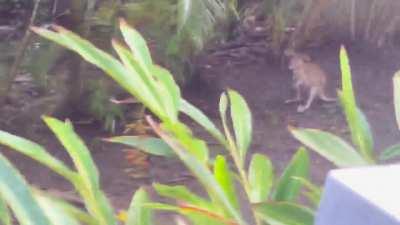 Wallaby caught mid act in front of kids