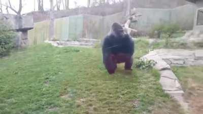 Silverback sees a little girl banging her chest so he charges her