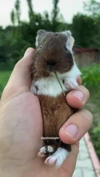 Baby Agouti