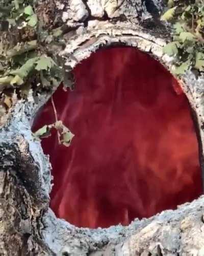 Fire burning inside of a tree due to the lightning