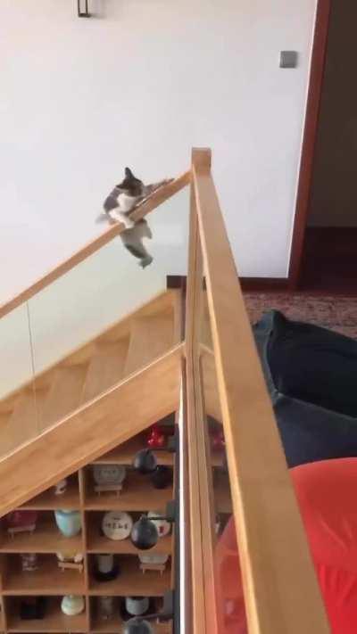 Cat misjudged a jump